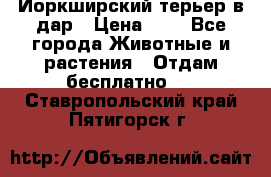 Йоркширский терьер в дар › Цена ­ 1 - Все города Животные и растения » Отдам бесплатно   . Ставропольский край,Пятигорск г.